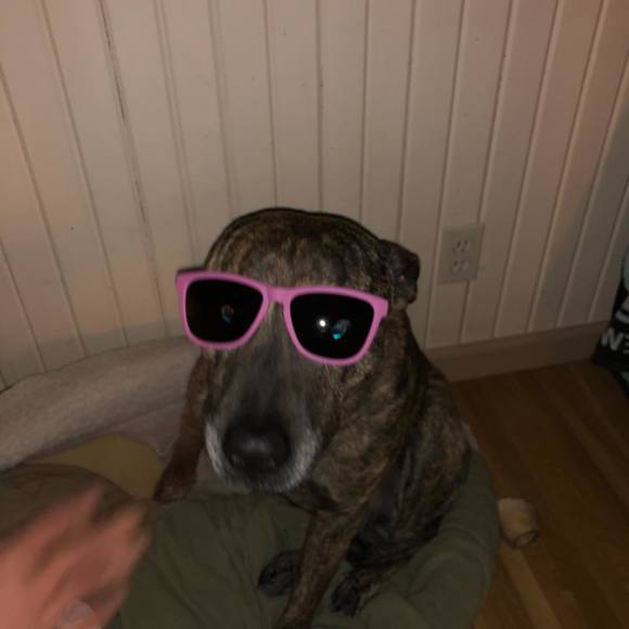 Meet your Posher, Joey - Picture 1 of 1